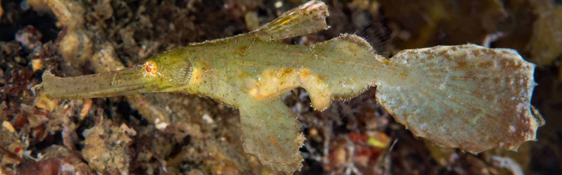 The Robust Ghost Pipefish